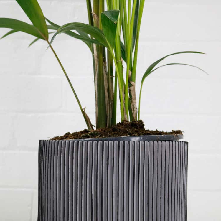Bird of Paradise & Pot