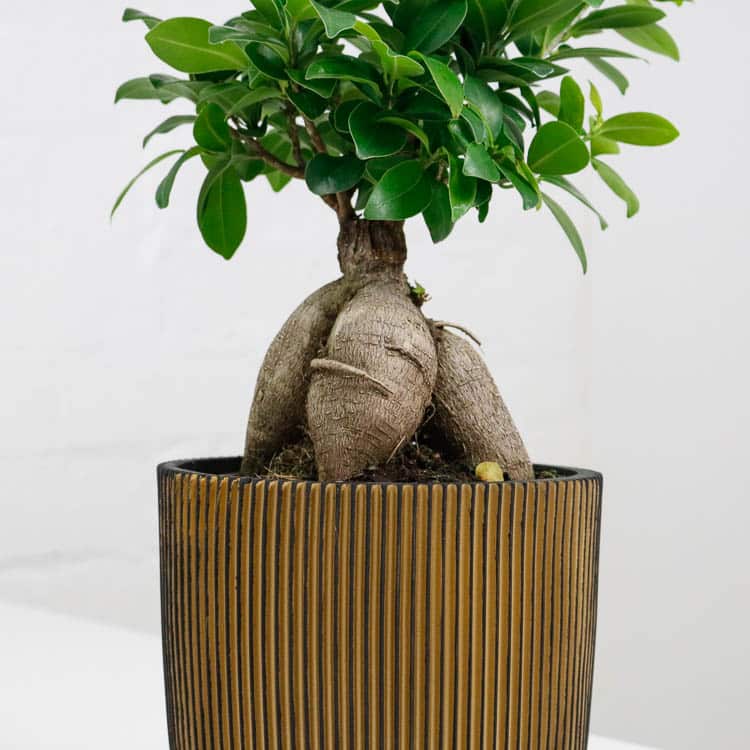 Bird of Paradise & Pot