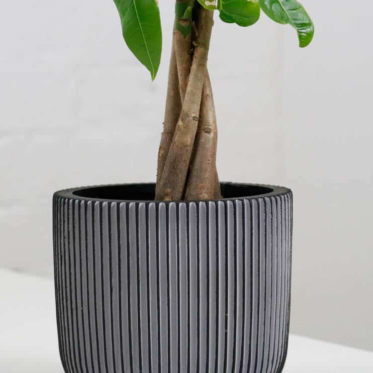 Bird of Paradise & Pot