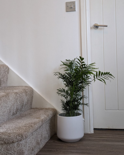 pariour palm pot