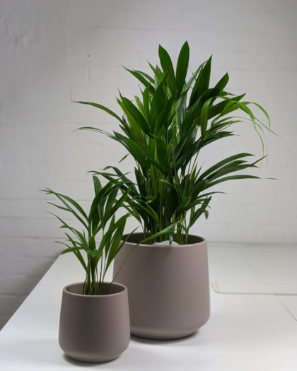 Areca Palm & Pot