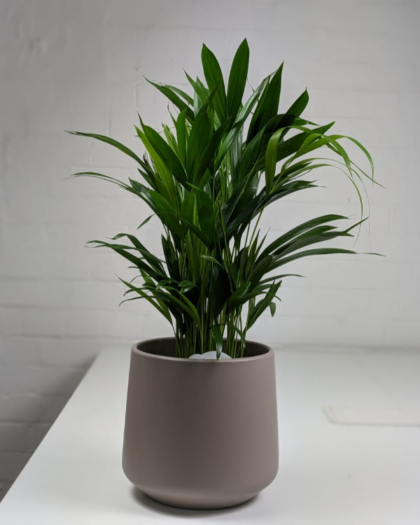 areca palm and pot