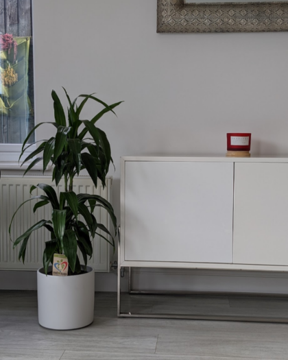 dracaena fragrans