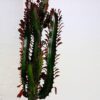 african milk tree cactus euphorbia trigona buy online african milk tree cactus euphorbia trigona