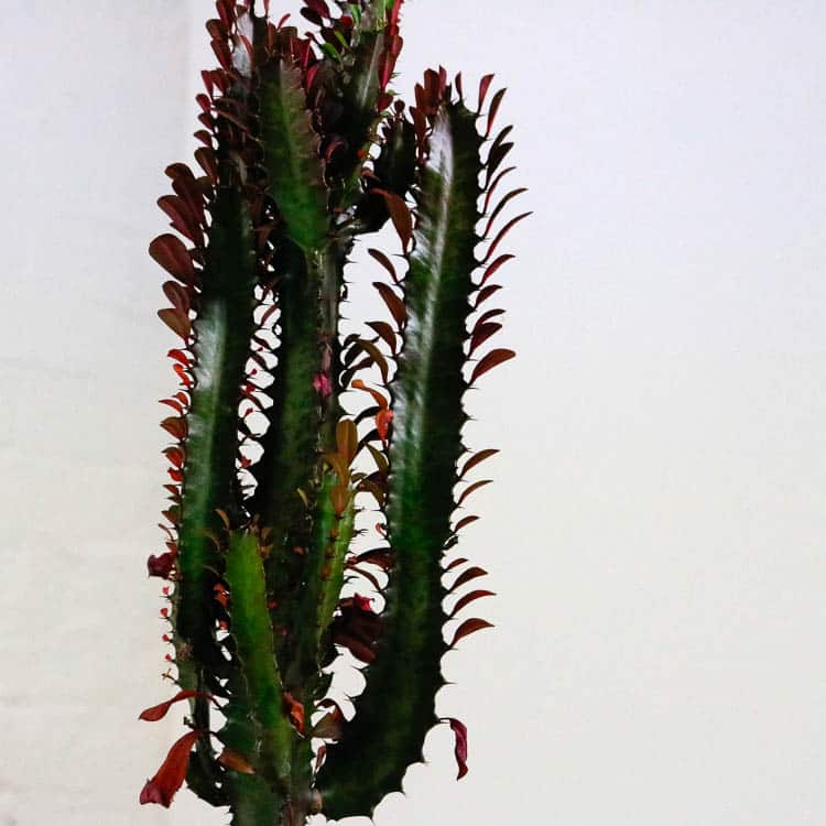 african milk tree cactus euphorbia trigona buy online african milk tree cactus euphorbia trigona