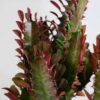 african milk tree cactus euphorbia trigona buy online african milk tree cactus euphorbia trigona buy online