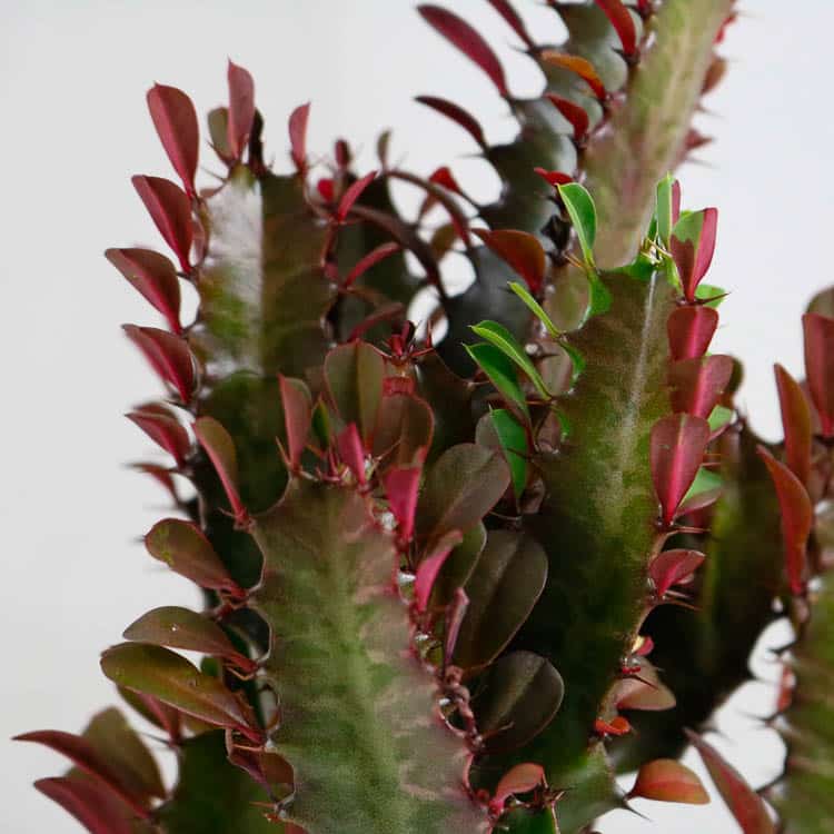 african milk tree cactus euphorbia trigona buy online african milk tree cactus euphorbia trigona buy online