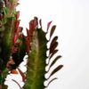 african milk tree cactus euphorbia trigona buy online african milk tree cactus euphorbia trigona buy online