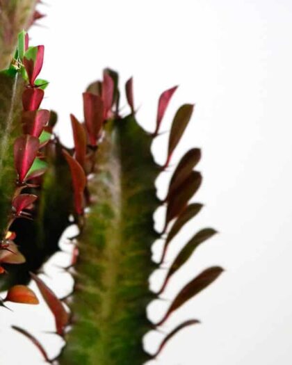 african milk tree cactus euphorbia trigona buy online