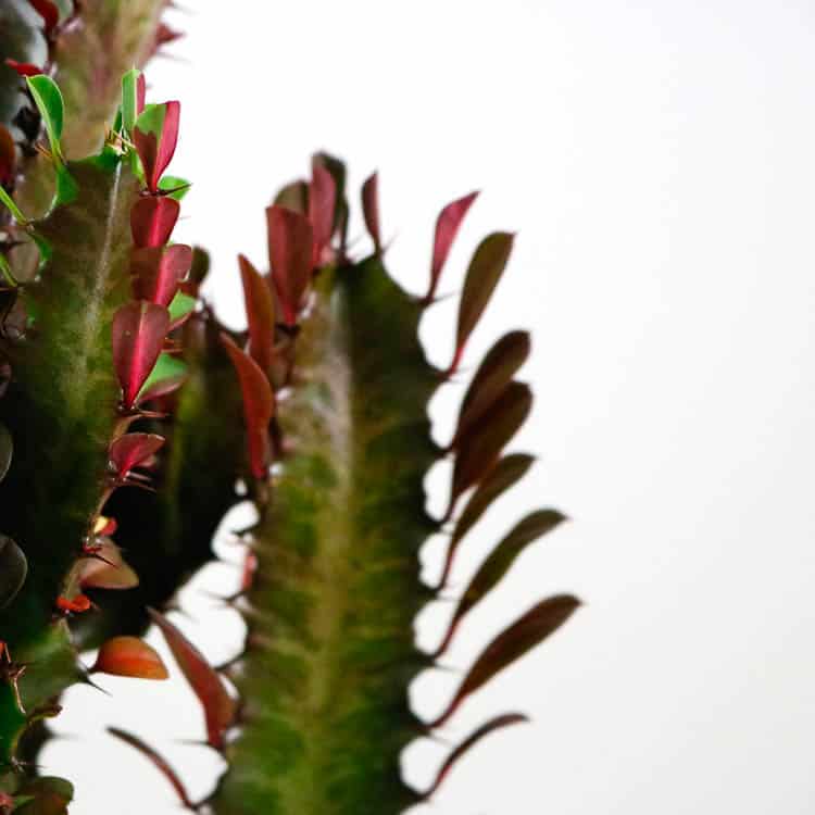african milk tree cactus euphorbia trigona buy online african milk tree cactus euphorbia trigona buy online