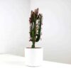 african milk tree cactus euphorbia trigona african milk tree cactus euphorbia trigona