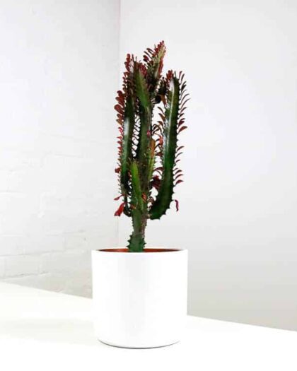 african milk tree cactus euphorbia trigona