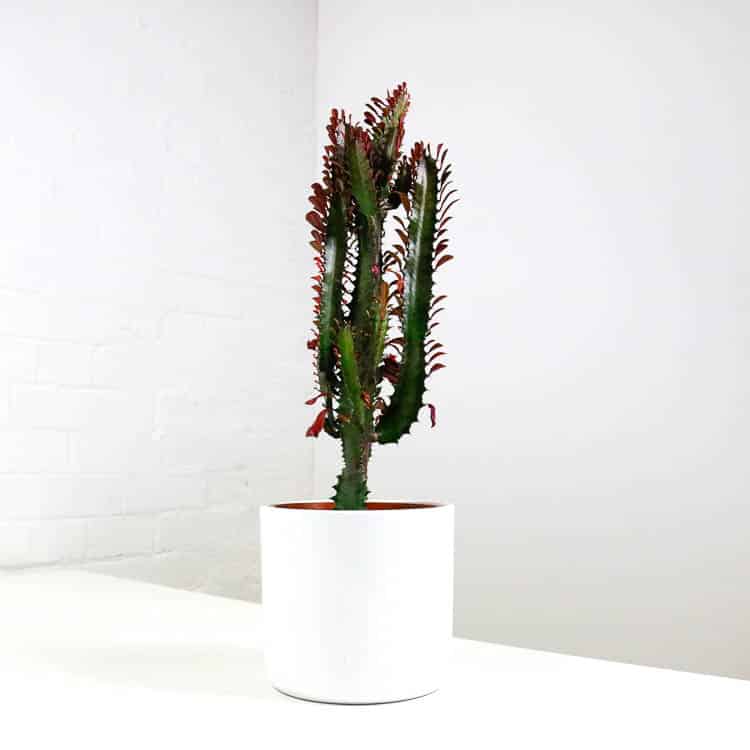 african milk tree cactus euphorbia trigona african milk tree cactus euphorbia trigona