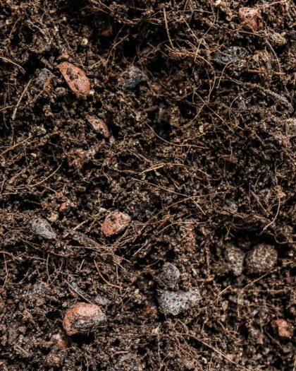 peat free compost buy online uk