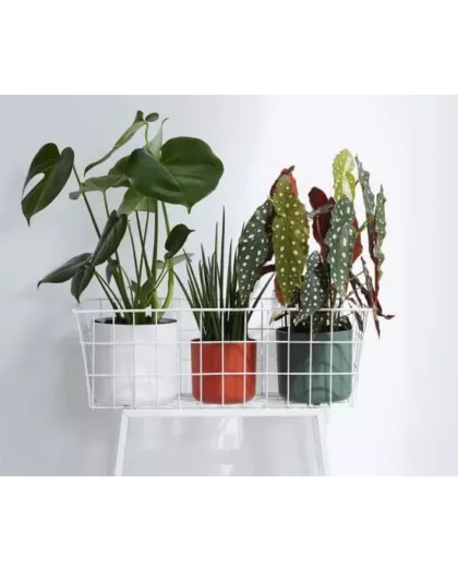 Elho Straight Edged Pot