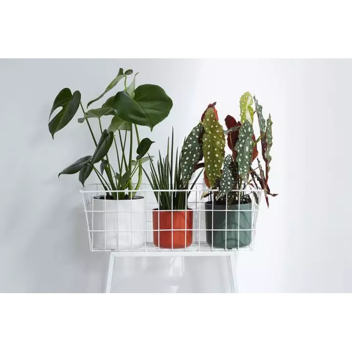 Elho Straight Edged Pot