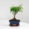 chinese pepper bonsai tree indoor uk chinese pepper bonsai tree indoor uk