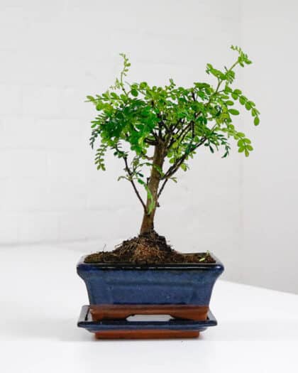 chinese pepper bonsai tree indoor uk