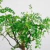 chinese-pepper-bonsai-3 chinese pepper bonsai