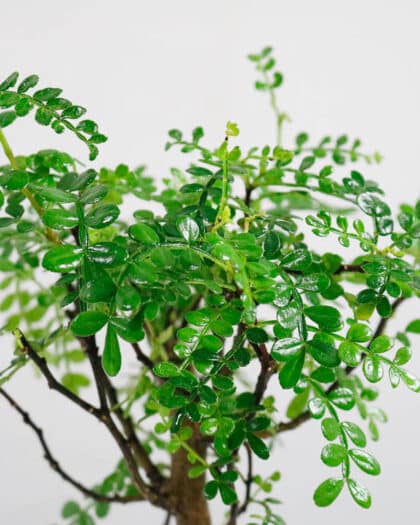 chinese pepper bonsai