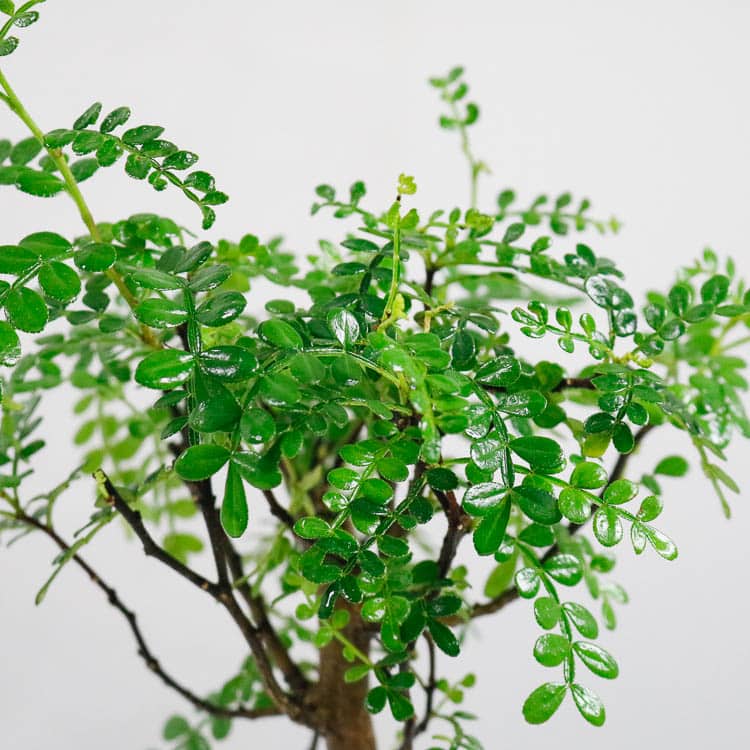 chinese-pepper-bonsai-3 chinese pepper bonsai