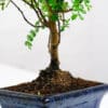 chinese pepper bonsai tree indoor uk chinese pepper bonsai tree indoor uk