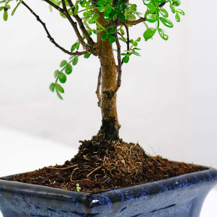 chinese pepper bonsai tree indoor uk chinese pepper bonsai tree indoor uk