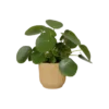 elho vipes pot with plant