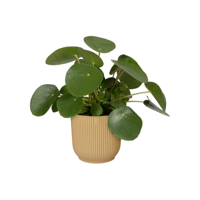 elho vipes pot with plant