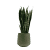 snake plant black coral