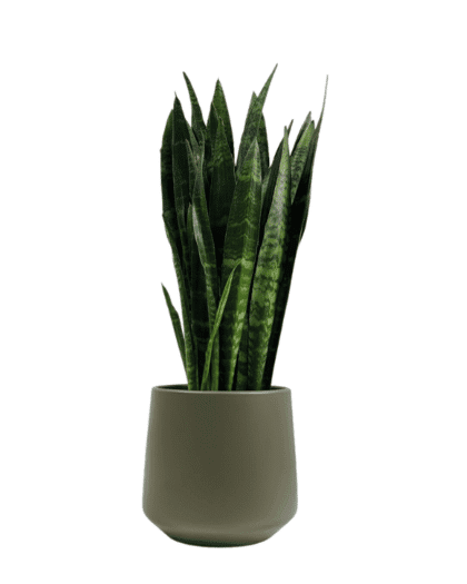 snake plant black coral
