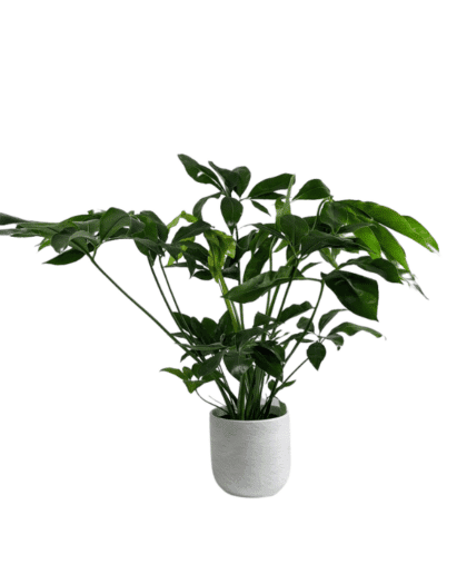 philodendron fun bun