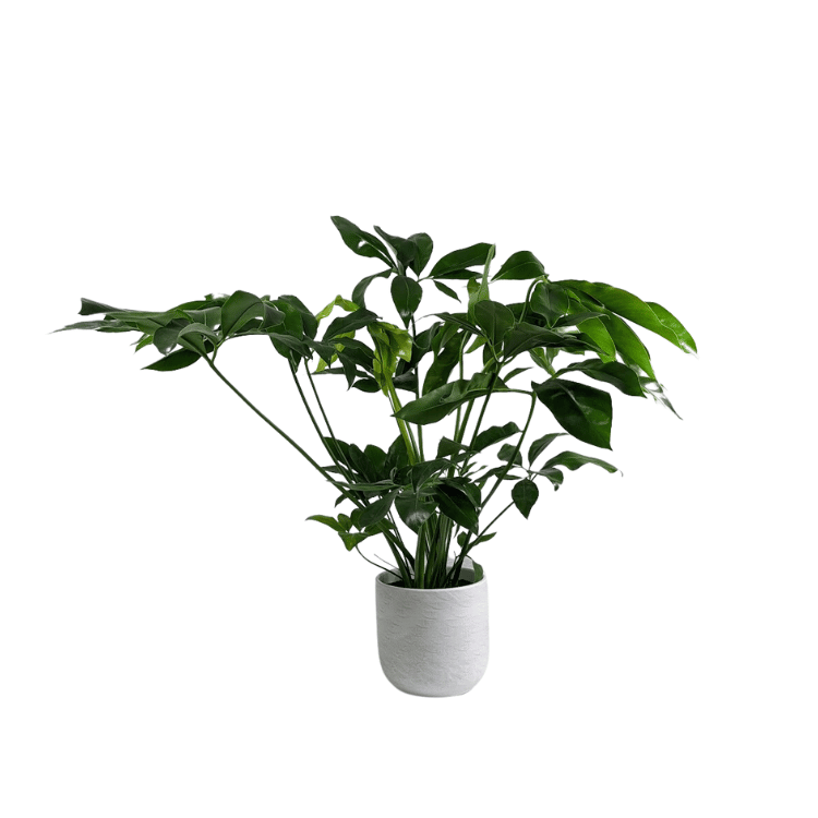 Untitled (750 × 750px)-2 philodendron fun bun