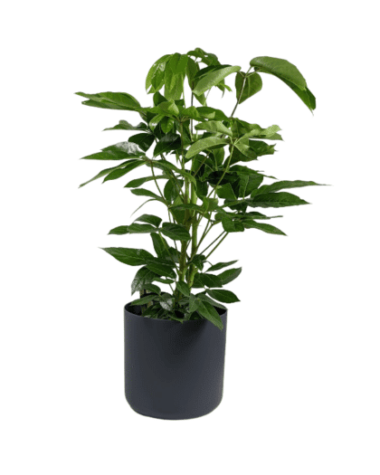 Australian umbrella tree