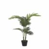 Areca Areca plant