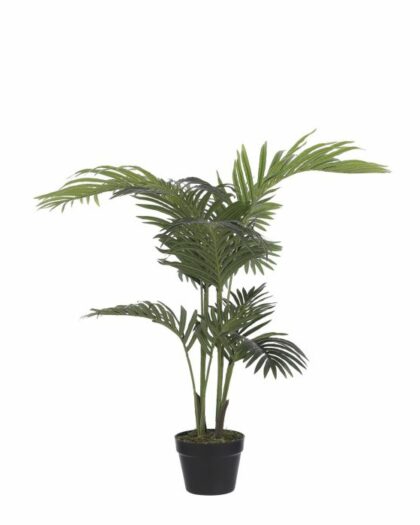 Areca plant