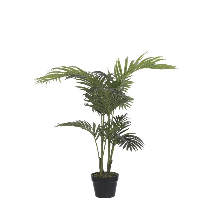 Areca Areca plant