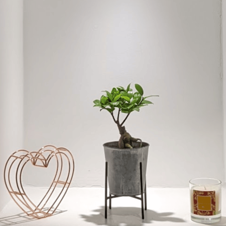Ginseng Pot & Stand Ginseng Pot & Stand