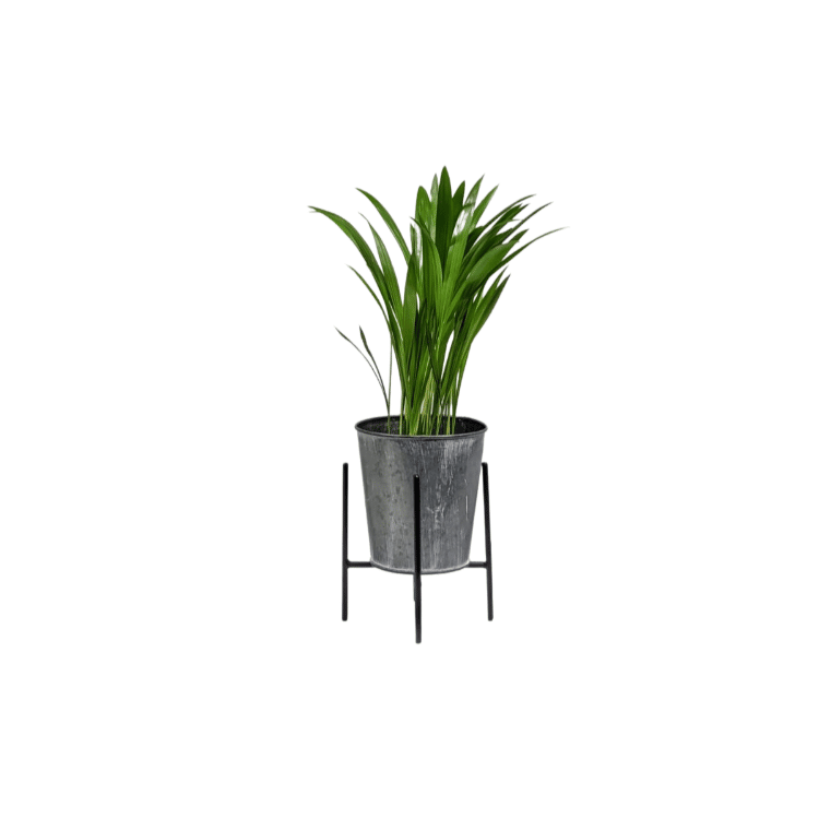Untitled design-15 alovera plant