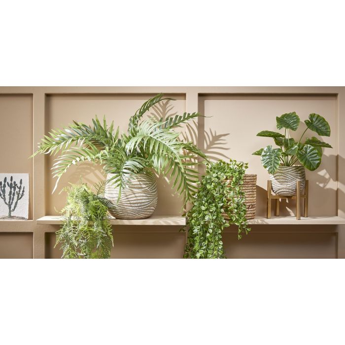 fern 1 fern 1