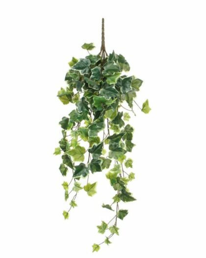 ivy