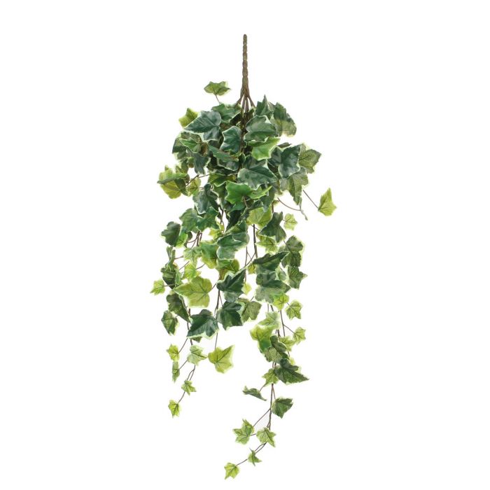 ivy