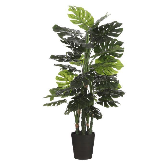 monstera monstera