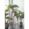 monstera 2 monstera 2