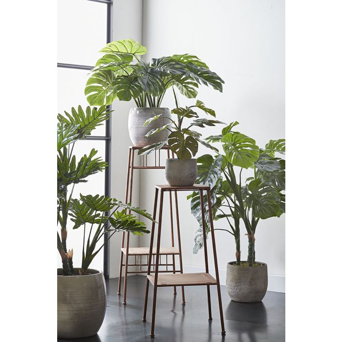 monstera 2 monstera 2