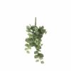 pepperomia