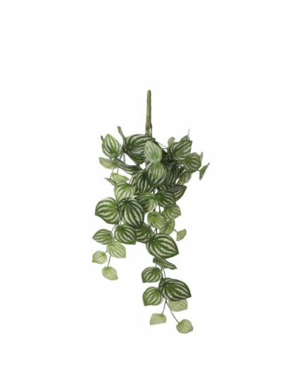 pepperomia