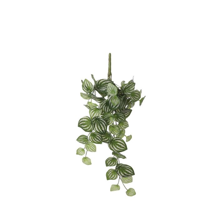 pepperomia