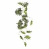 philo Philodendron