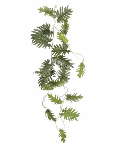 Philodendron
